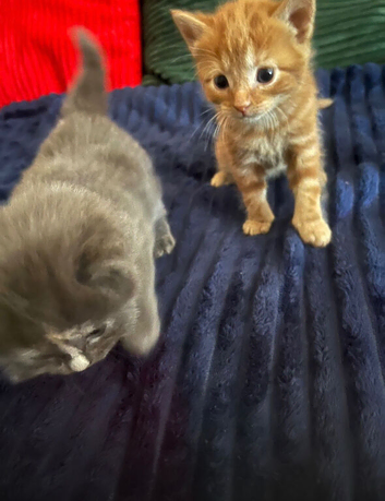 Kittens for sale