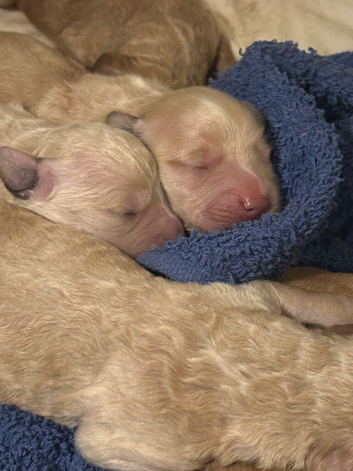Puppies for sale! Golden doodles