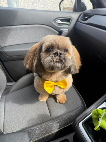 Available as Stud dog Coco