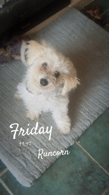 male bichon