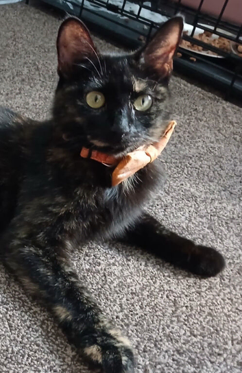 Sweet willow looking for a loving home.