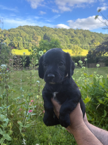 Working sprocker pups