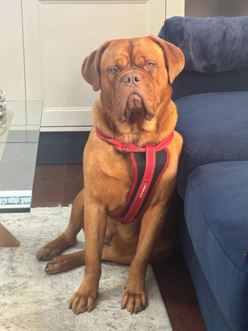 Dogue de bordeaux for rehome