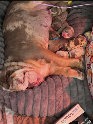 Adorable Bulldog Puppies &ndash; 2 Boys
