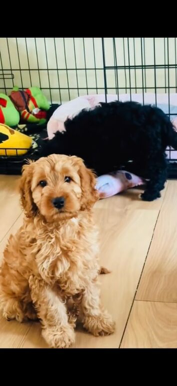 Ready to leave F1B toy cockapoo female