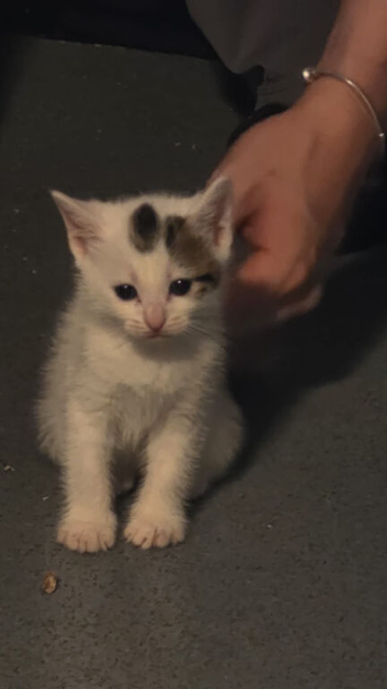 3 male kittens