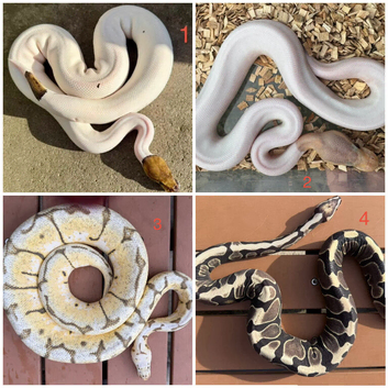 Royal pythons snakes for sale