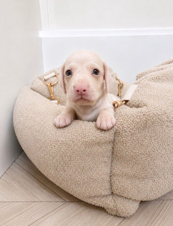 Rare Pink  puppies
