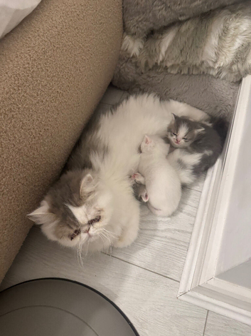 Adorable half persian sisters for sale