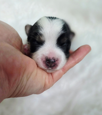 Registered Biewer Yorkshire Terrier puppies