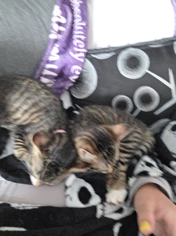 Kittens brother and sister