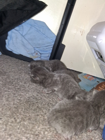 Russian blue babies