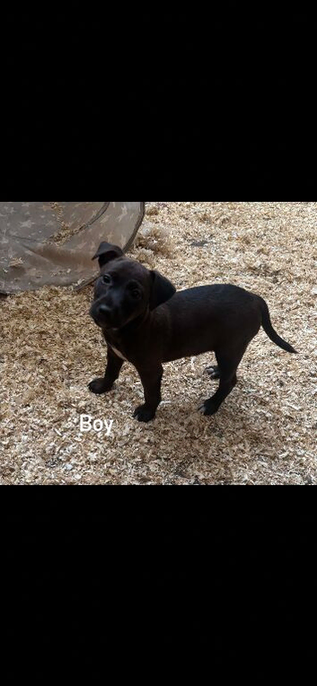 Beautiful patterdale litter