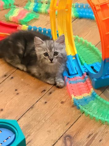 Beautiful long haired persian cross kitten looking for her forever home