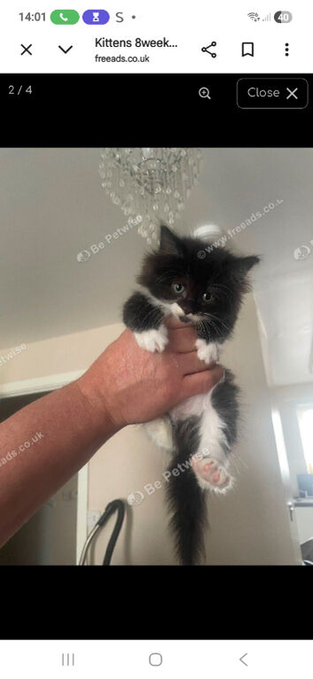 Kitten for rehoming