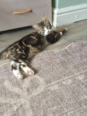 FREE male 11 weeks old