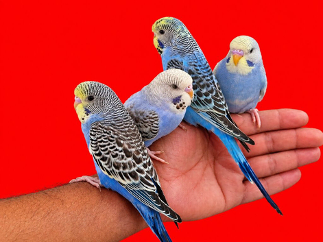 Super silly hand tamed baby budgies