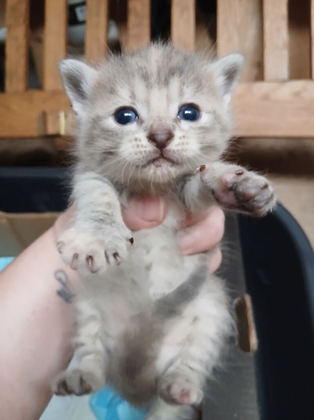 5 beautiful kittens absolutely beautiful markings