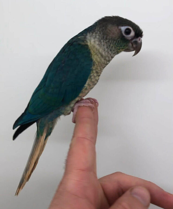 Hand reared baby&rsquo;s