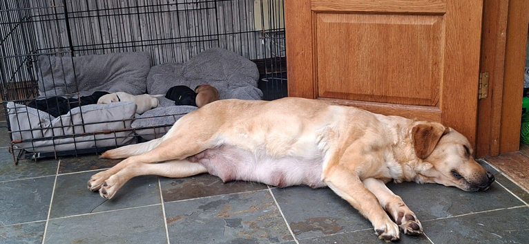 **Ready to Leave** KC Labrador Puppies