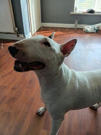 Englishbull terrier
