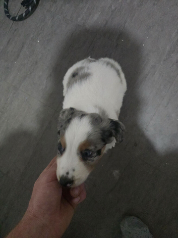 Beautiful border collie male pups
