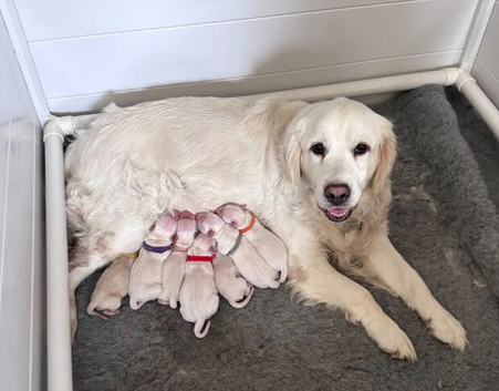 cream golden retrievers puppies