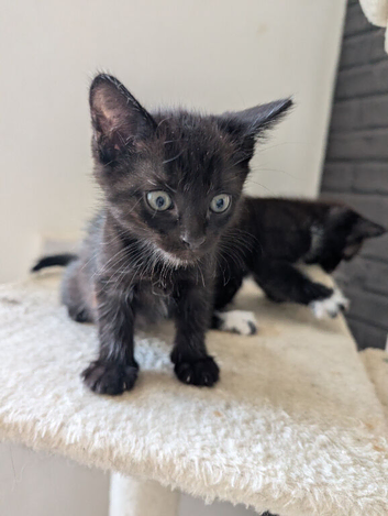 3 Kittens For Sale