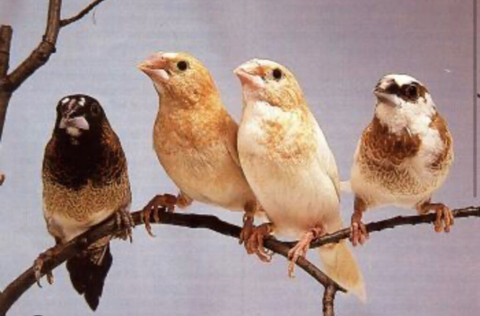 2 male bengalese / society finch