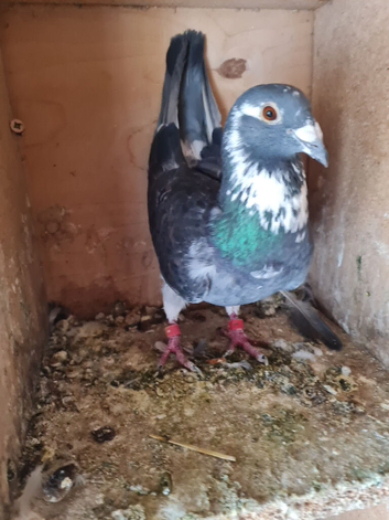 Raceing pigeon