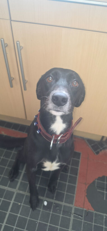 Male dog aged 5 needs new home