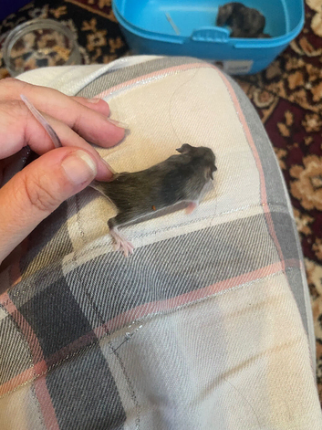 Baby Mice