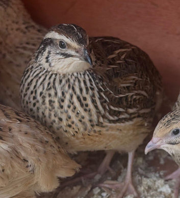 Laying hens & male Japanese Coturnix Quail