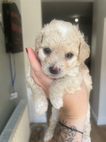 Cocker spaniel cockerpoo cross cavapoochon