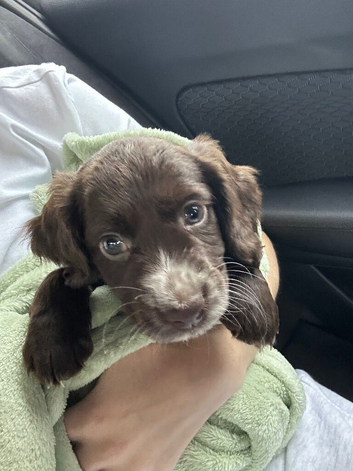 Male cocker spaniel - ready to go