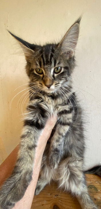 Half Maine Coon Tabby large Male Kitten
