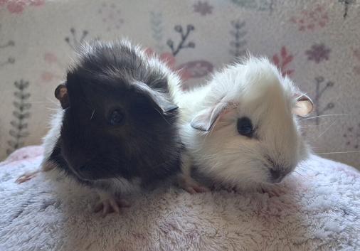 Beautiful Baby Boars