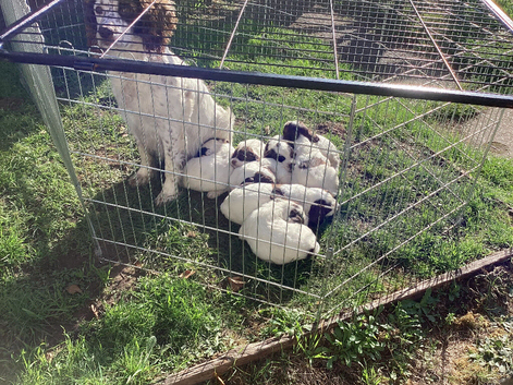 Ess pups