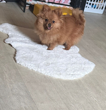 Female 6 months old