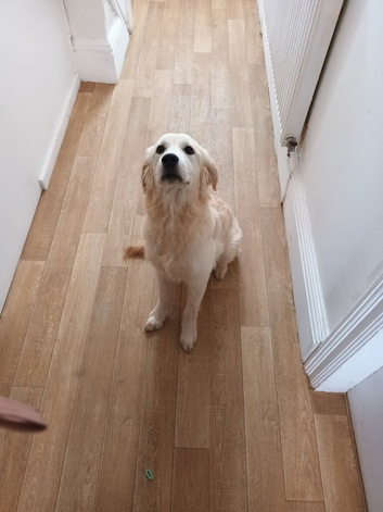 Golden retriever female