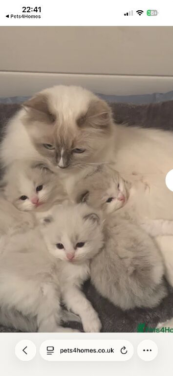 Pedigree Bi coloured Ragdoll Kittens