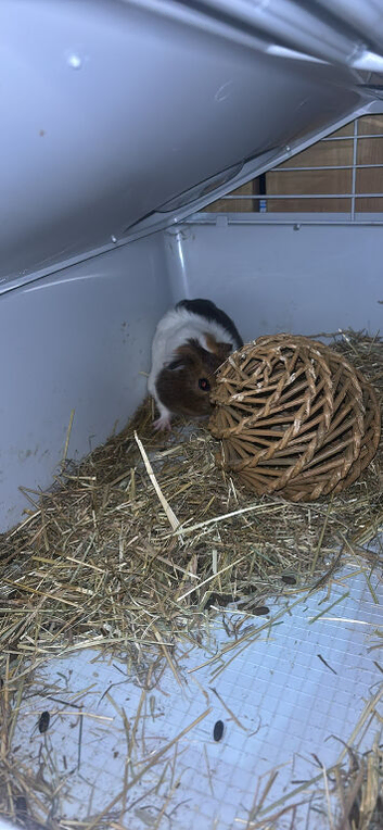 Two female guinea pigs