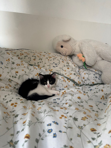 Female kitten