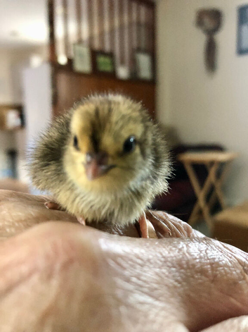 Celadon quail