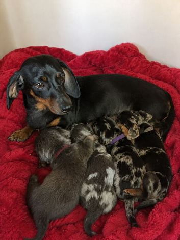 Miniature dachshund