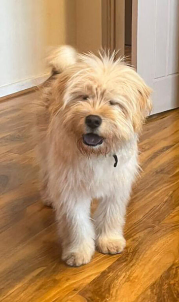 Chow Chow cross, sad sale, lovely dog