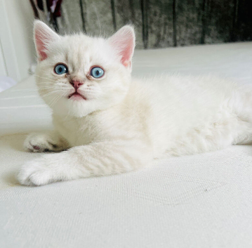 Scottish fold and straight kittens