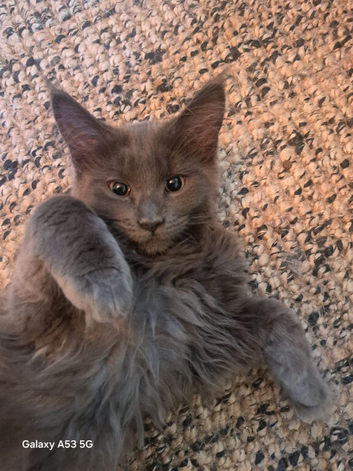 **REDUCED** PEDIGREE GCCF BLUE Maine coon baby