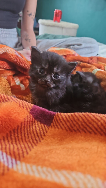 Maine coone X kittens for sale