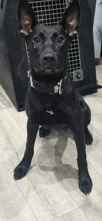 BULLHERDER MALE 10 month old.